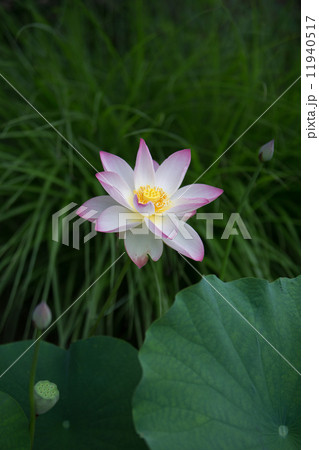 唐招提寺の蓮 11940517