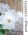 牡丹（白） 11940553