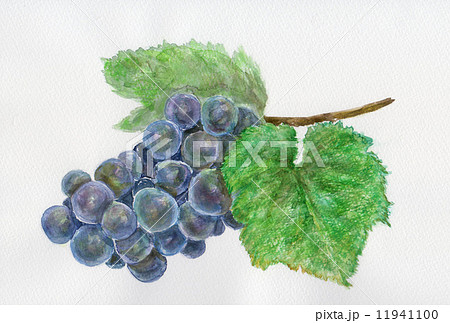 ブドウ 食べ物 フルーツ ワイン フランス ブルゴーニュ 赤ワイン 葡萄 ガメイ 食材 農産物 ボジョレー ジョレーヌーボー ボジョレー・ヌーボー Gamay ガメイ・ノアール・ア・ジュ・ブラン ガメ ブドウ 食べ物 フルーツ ワイン フランス ブルゴーニュ 赤ワイン 葡萄 ガメイ 食材 農産物 ボジョレー ジョレーヌーボー ボジョレー・ヌーボー Gamay ガメイ・ノアール・ア・ジュ・ブラン ガメ 11941100