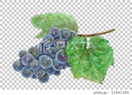 ブドウ 食べ物 フルーツ ワイン フランス ブルゴーニュ 赤ワイン 葡萄 ガメイ 食材 農産物 ボジョレー ジョレーヌーボー ボジョレー・ヌーボー Gamay ガメイ・ノアール・ア・ジュ・ブラン ガメ ブドウ 食べ物 フルーツ ワイン フランス ブルゴーニュ 赤ワイン 葡萄 ガメイ 食材 農産物 ボジョレー ジョレーヌーボー ボジョレー・ヌーボー Gamay ガメイ・ノアール・ア・ジュ・ブラン ガメ 11941100