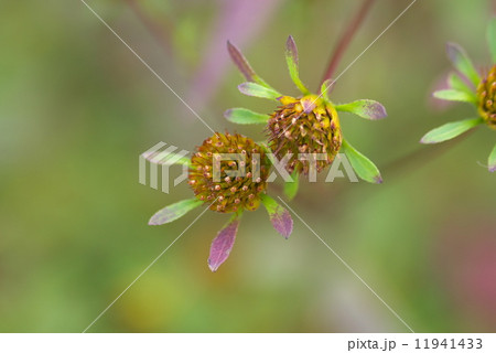 アメリカセンダン アメリカセンダン 11941433