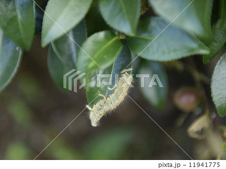 椿の葉のチャドクガの幼虫 11941775