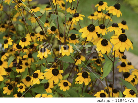 ルドベキア・タカオ 11941778