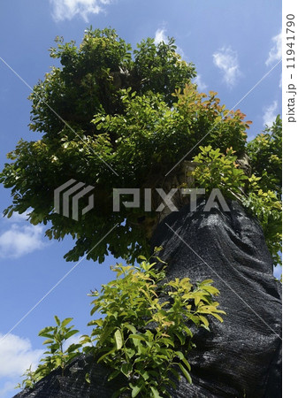 アコウ アコウ 11941790