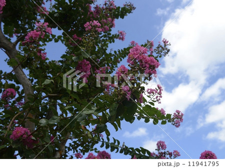 サルスベリの花 11941795