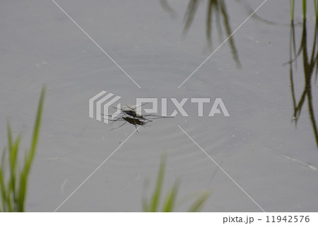 アメンボ 11942576