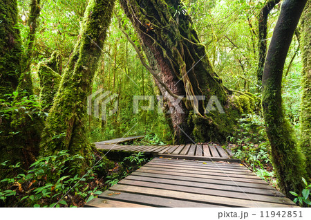 Jungle landscape. Wooden bridge at misty tropical rain forest 11942851