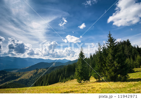 Amazing sunny landscape with pine tree highland forest 11942971
