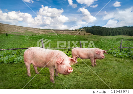 Cute pigs grazing at summer meadow at mountains pasturage 11942975