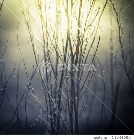 Abstract nature background in vintage style wild flowers Abstract nature background in vintage style wild flowers 11943000