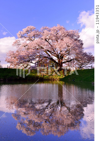 浅井の一本桜 11943351