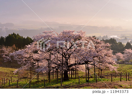 観音桜 11943373