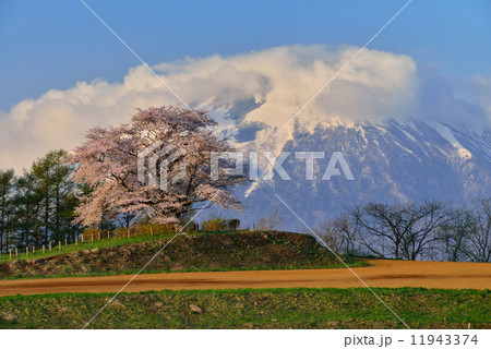 為内の一本桜 為内の一本桜 11943374