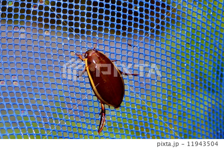 ゲンゴロウ 11943504