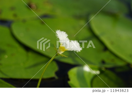 福島潟のガガブタ 福島潟のガガブタ 11943623