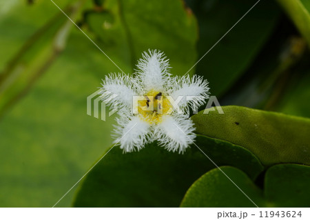 福島潟のガガブタ 11943624