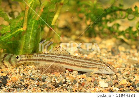 スジシマドジョウ（武庫川産） 11944331