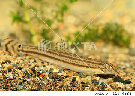 スジシマドジョウ（武庫川産） 11944332