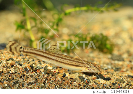 スジシマドジョウ(武庫川産) スジシマドジョウ(武庫川産) 11944333