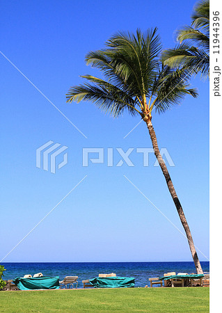 リゾート　海　やし 11944396