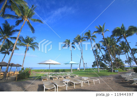 リゾート　プール　やし 11944397