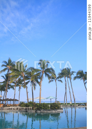 リゾート　プール　やし 11944399