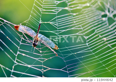クモの巣 クモの巣 11944642