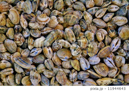あさり 11944643