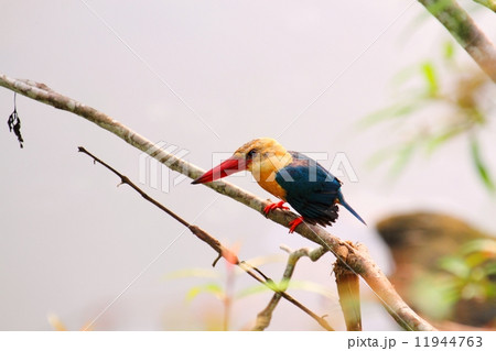 Stork-billed Kingfisher （コウハシショウビン） 11944763