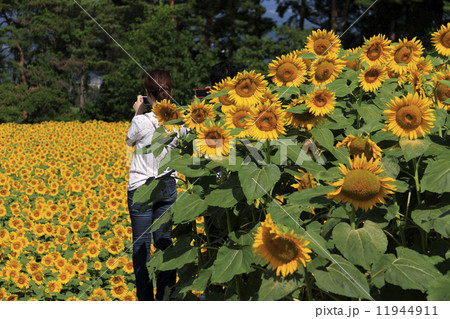 明野のひまわり 11944911