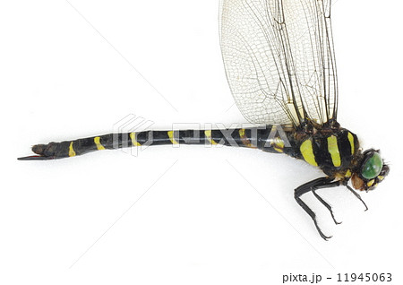 オニヤンマの写真素材