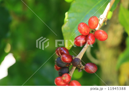 アラビカコーヒー アラビカコーヒー 11945388
