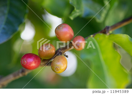 アラビカコーヒー アラビカコーヒー 11945389