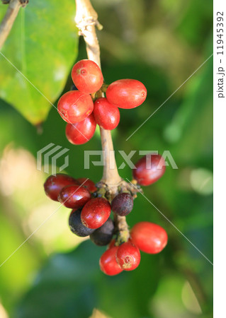 アラビカコーヒー アラビカコーヒー 11945392