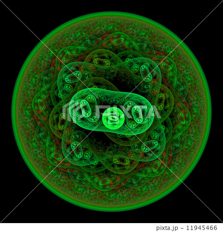 Symmetrical growth of bacteria 11945466