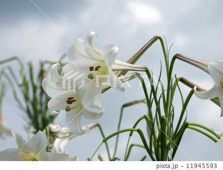 テッポウユリ 11945593