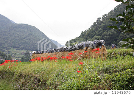 田んぼの畔に咲く彼岸花 11945676