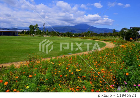 花菜ガーデンから望む丹沢大山 11945821
