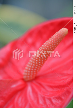 アンスリウム 11945849