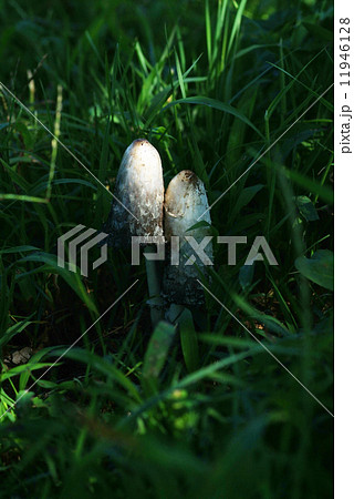 ヒトヨタケ 11946128