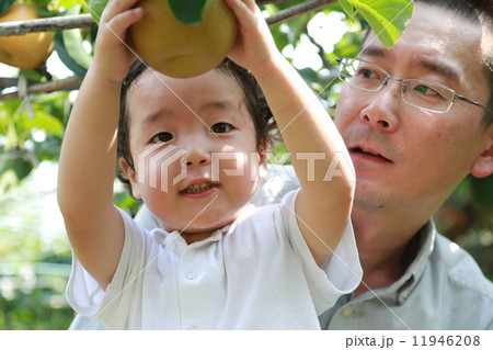 梨狩り！ 11946208