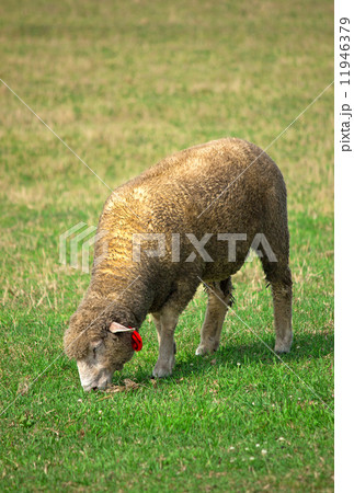 羊、さっぽろ羊ケ丘展望台 11946379