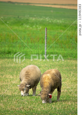 羊、さっぽろ羊ケ丘展望台 11946383