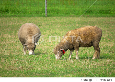 羊、さっぽろ羊ケ丘展望台 羊、さっぽろ羊ケ丘展望台 11946384