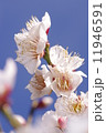 梅の花 11946591