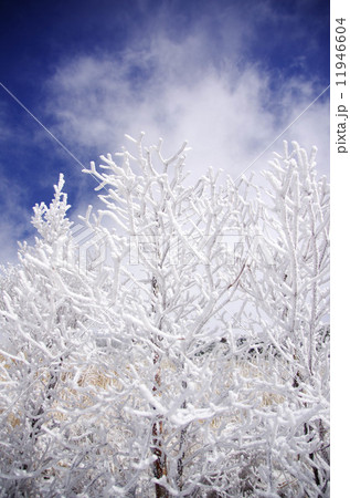 由布岳の霧氷 11946604