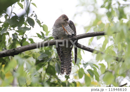 ツツドリ 11946610