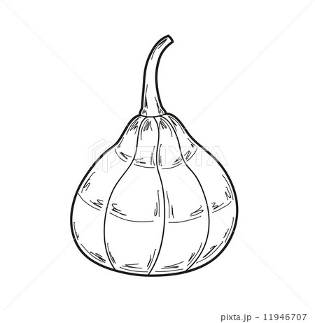 pumpkin illustration, vector pumpkin illustration, vector 11946707