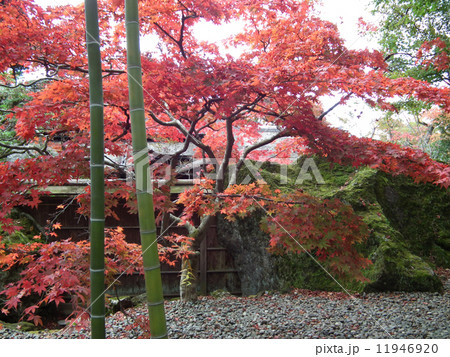紅葉 箱根美術館 強羅 紅葉 箱根美術館 強羅 11946920