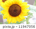 ひまわり 11947056